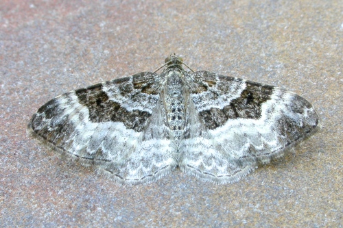 Common Carpet Moth