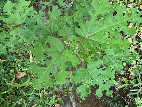 Caesar weed