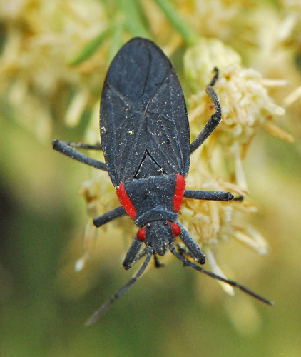 Red-shouldered Bug
