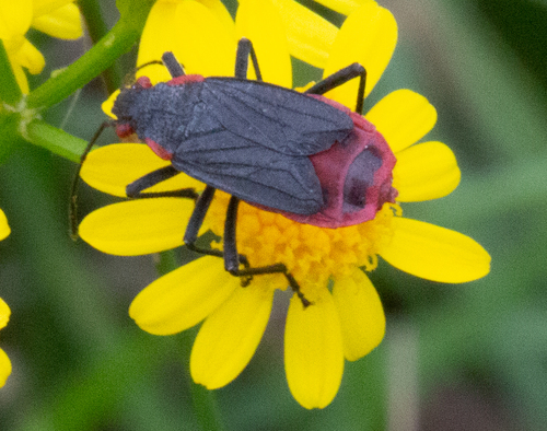 Red-shouldered Bug