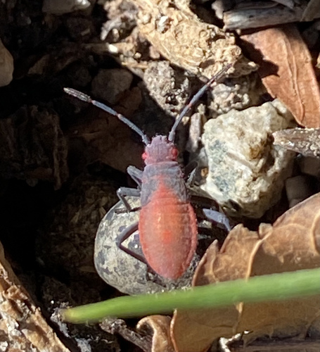 Red-shouldered Bug