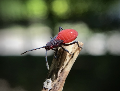 Red-shouldered Bug