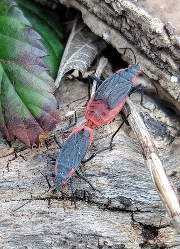 Red-shouldered Bug