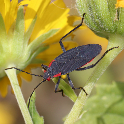 Red-shouldered Bug