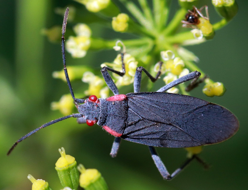 Red-shouldered Bug