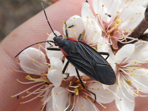 Red-shouldered Bug
