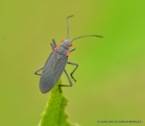 Red-shouldered Bug
