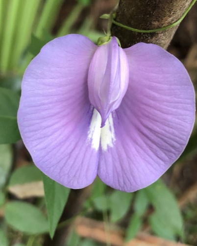 butterfly pea