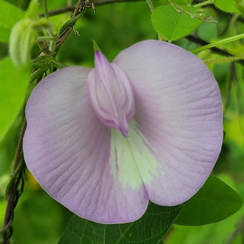 butterfly pea