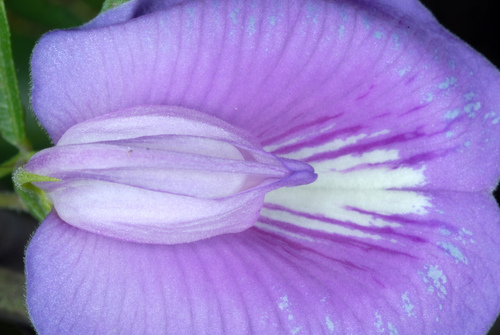 butterfly pea