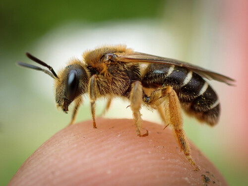 Orange-legged Furrow Bee