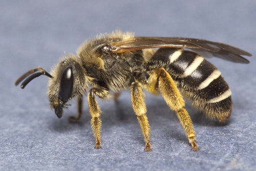 Orange-legged Furrow Bee