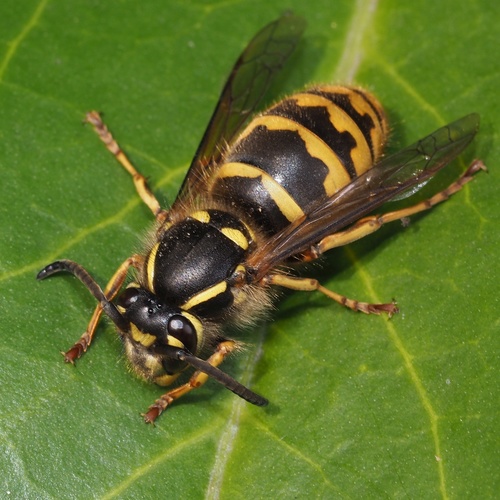 Common European Yellowjacket