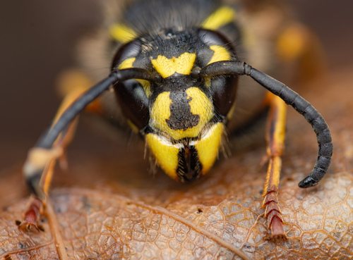 Common European Yellowjacket