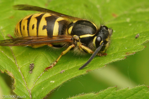 Common European Yellowjacket