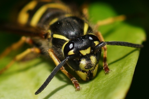 Common European Yellowjacket