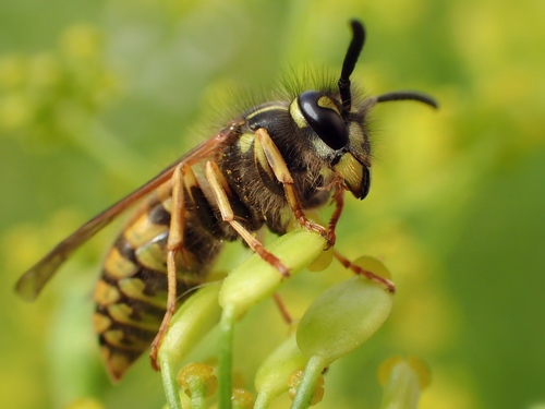 Common European Yellowjacket