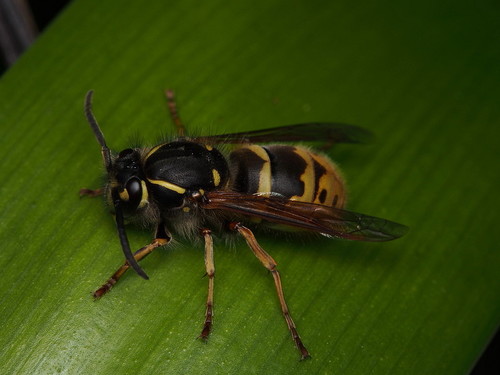 Common European Yellowjacket