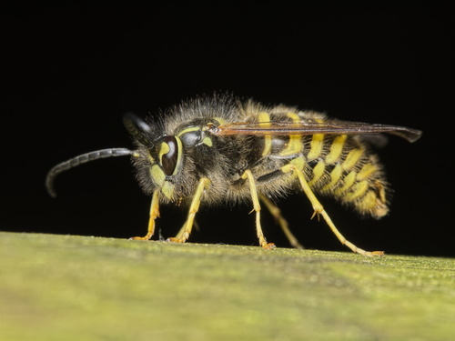 Common European Yellowjacket