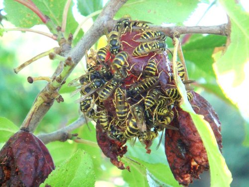 Common European Yellowjacket