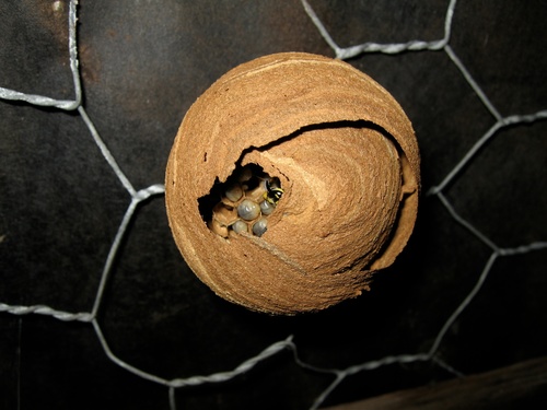 Common European Yellowjacket