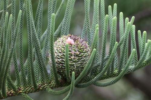 Norfolk Island Pine