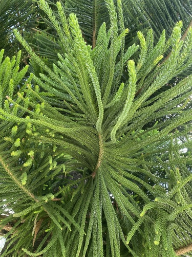 Norfolk Island Pine