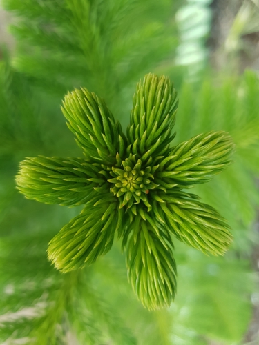 Norfolk Island Pine