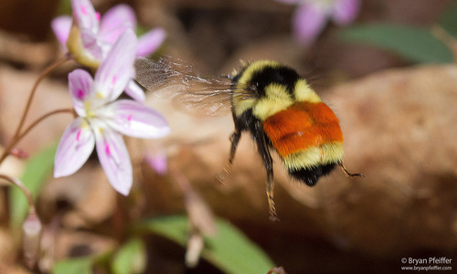 Tricolored Bumble Bee