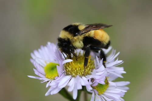 Tricolored Bumble Bee