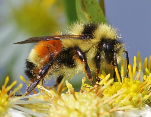 Tricolored Bumble Bee