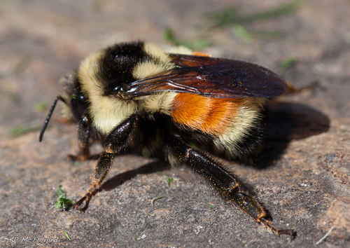 Tricolored Bumble Bee