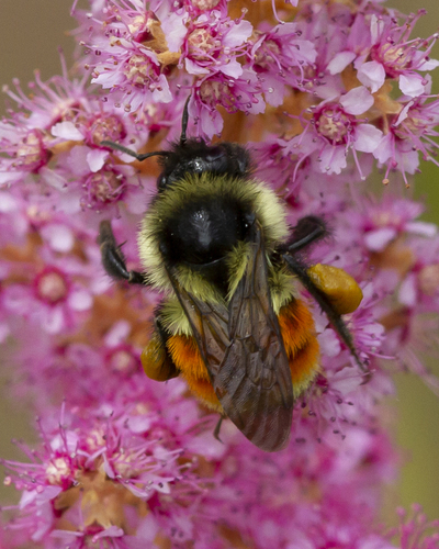 Tricolored Bumble Bee