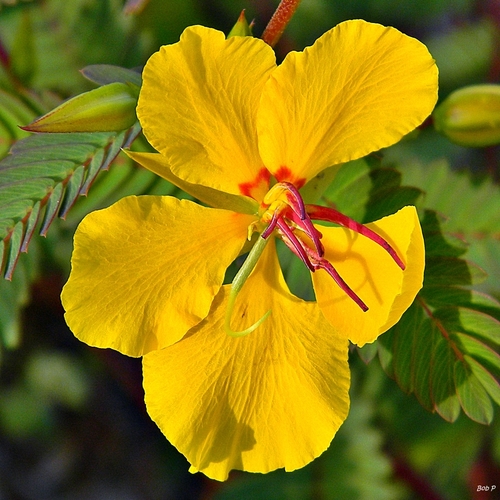 partridge pea