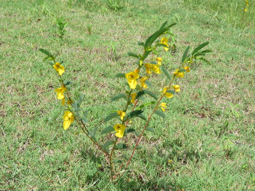partridge pea