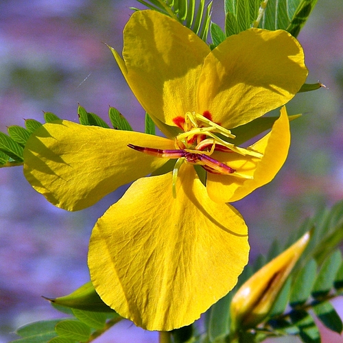 partridge pea