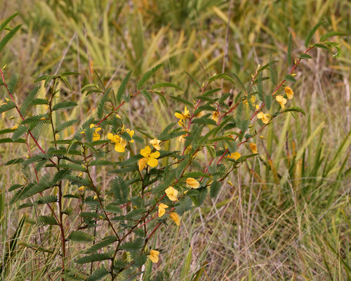partridge pea