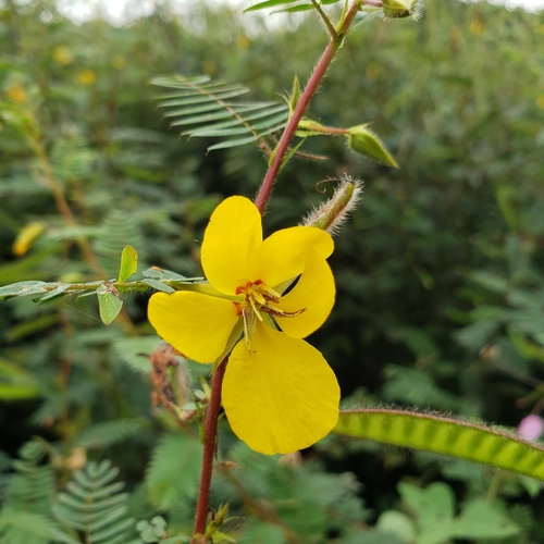 partridge pea