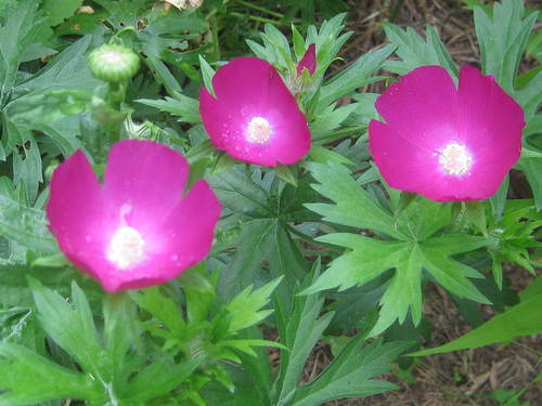 winecup mallow
