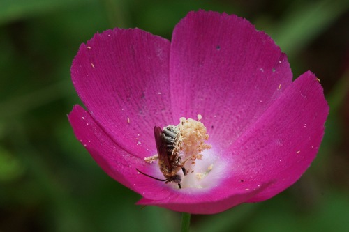 winecup mallow