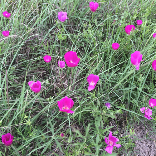 winecup mallow