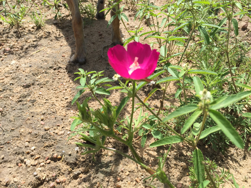 winecup mallow
