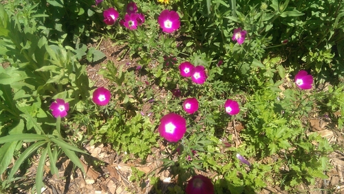 winecup mallow