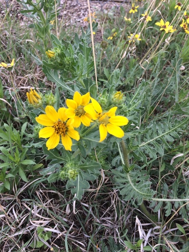Engelmann daisy