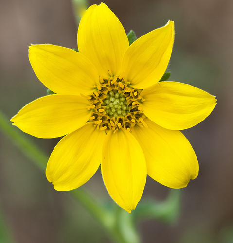Engelmann daisy