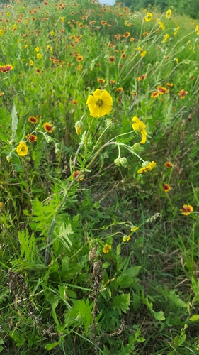 Engelmann daisy