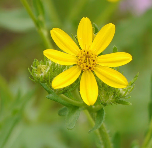 Engelmann daisy