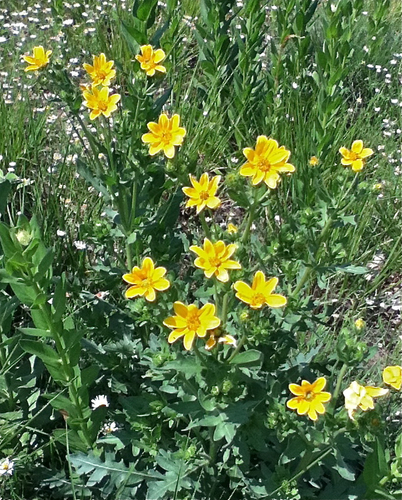 Engelmann daisy