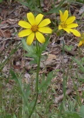 Engelmann daisy