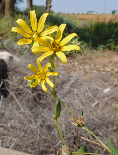 Engelmann daisy